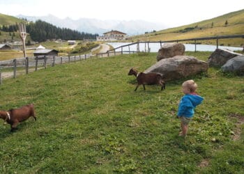 Kleiner Junge barfuss auf Wiese mit Ziegen in Serfaus, Hotel Löwe und Bär in Serfaus