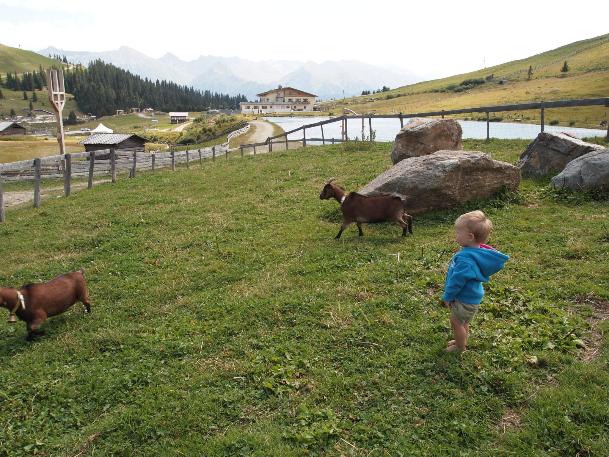 Kleiner Junge barfuss auf Wiese mit Ziegen in Serfaus, Hotel Löwe und Bär in Serfaus