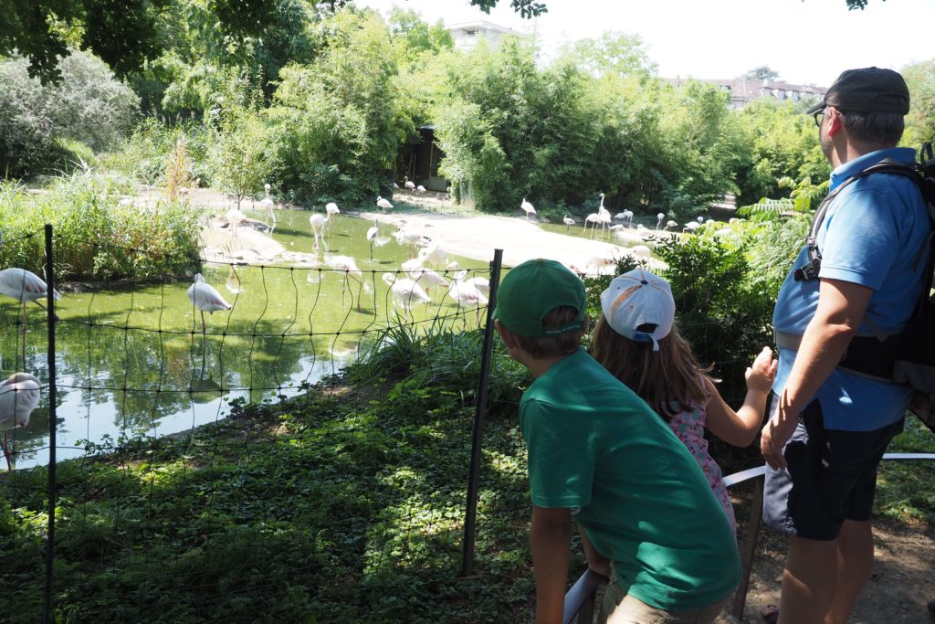 Kinder betrachten Flamingos im Zoo