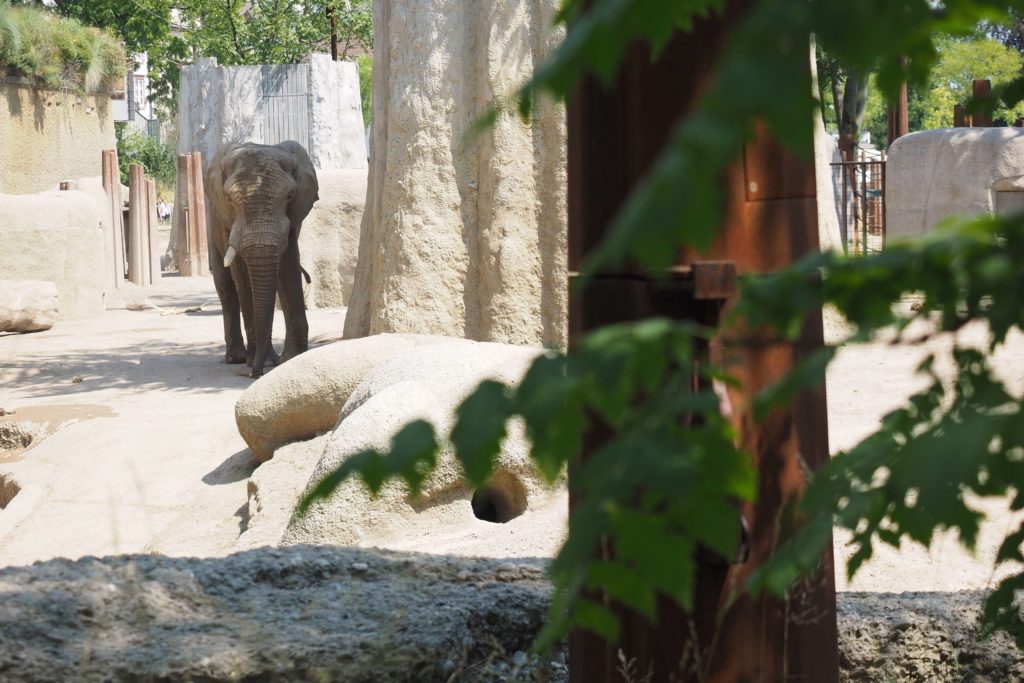 Afrikanischer Elefant im Zoogehege