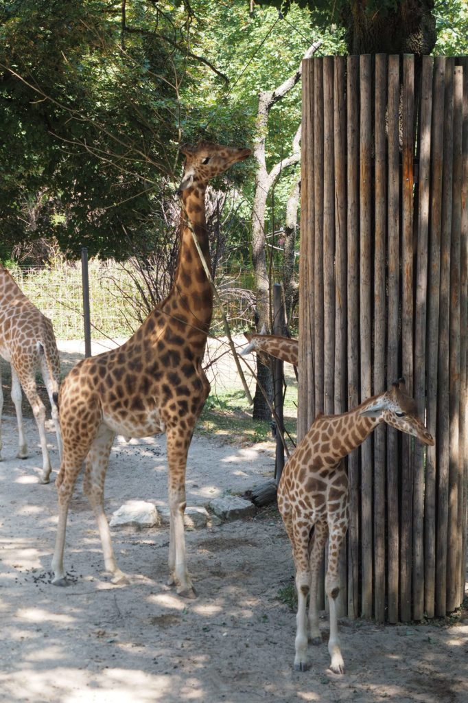 Giraffen im Zoo Basel
