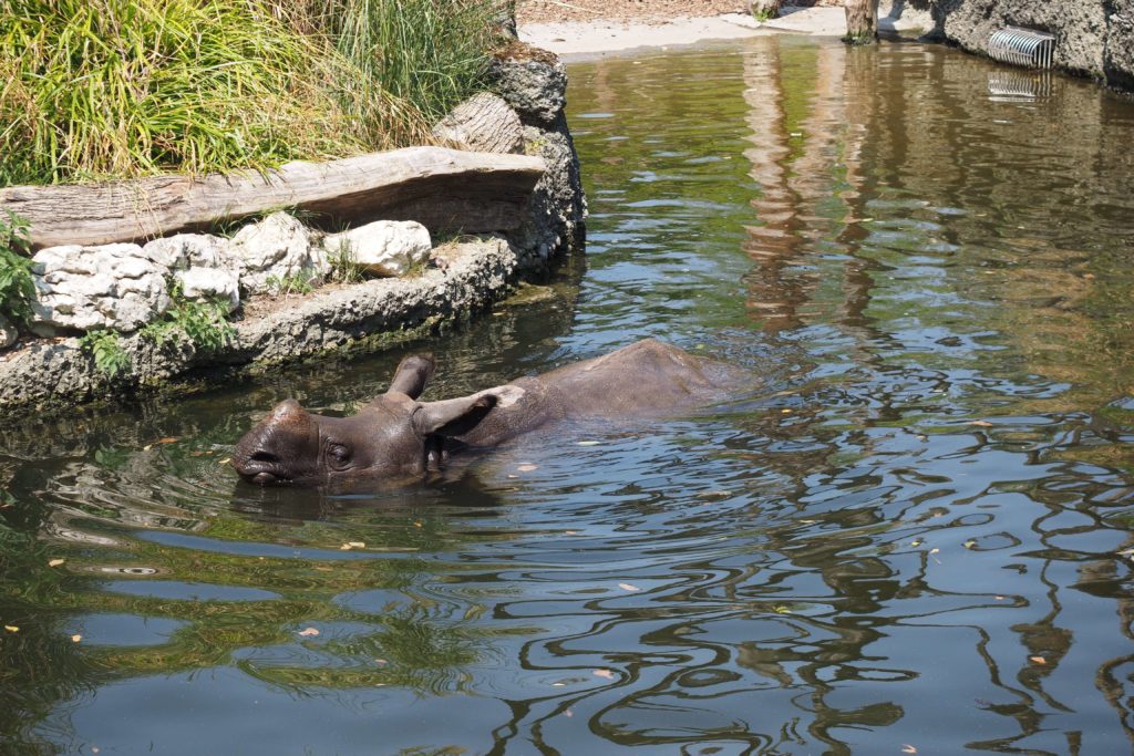 Nashorn badet im Zoo