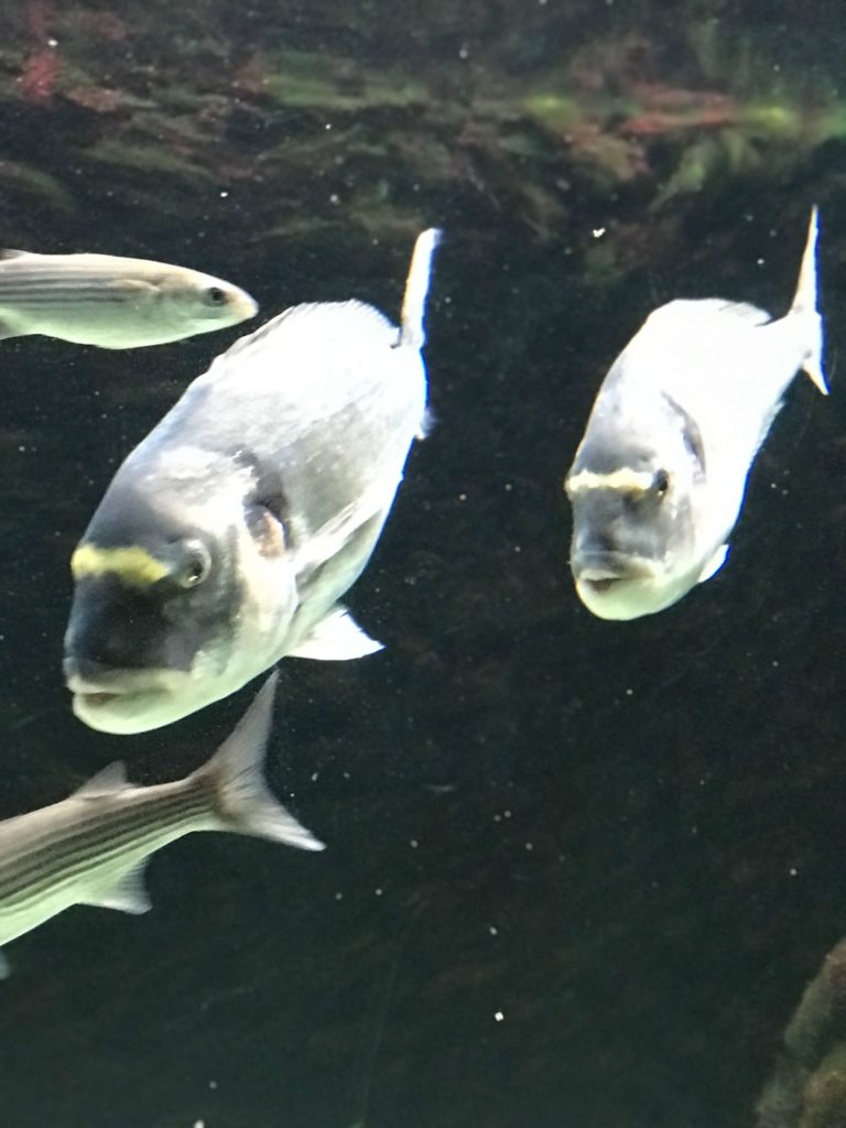 Fische im Aquarium Zoo Basel