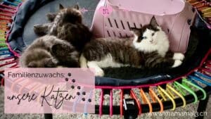 junge Katzen auf Trampolin