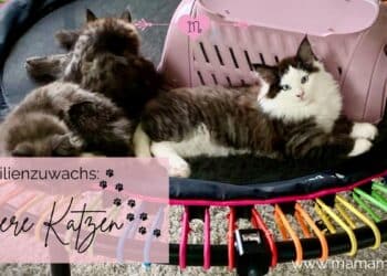 junge Katzen auf Trampolin