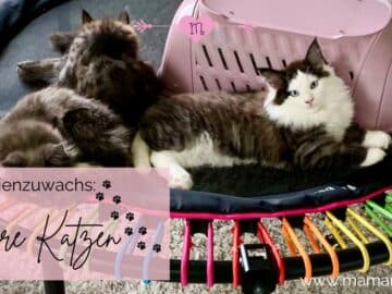 junge Katzen auf Trampolin