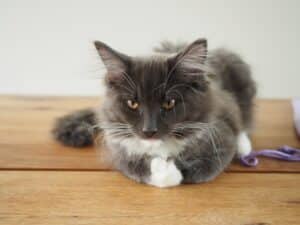 weissgraue Katze auf Tisch