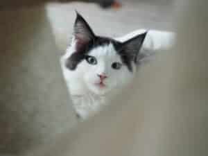 junger Maine Coon Kater, schwarz-weiss mit blauen Augen